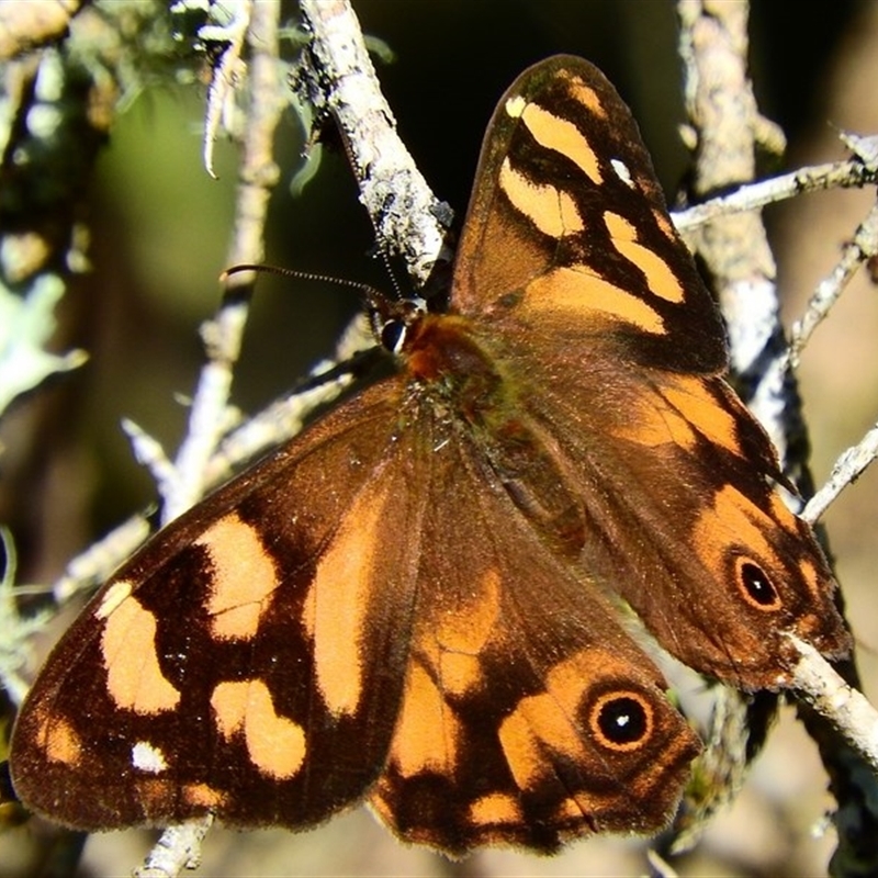 Heteronympha banksii