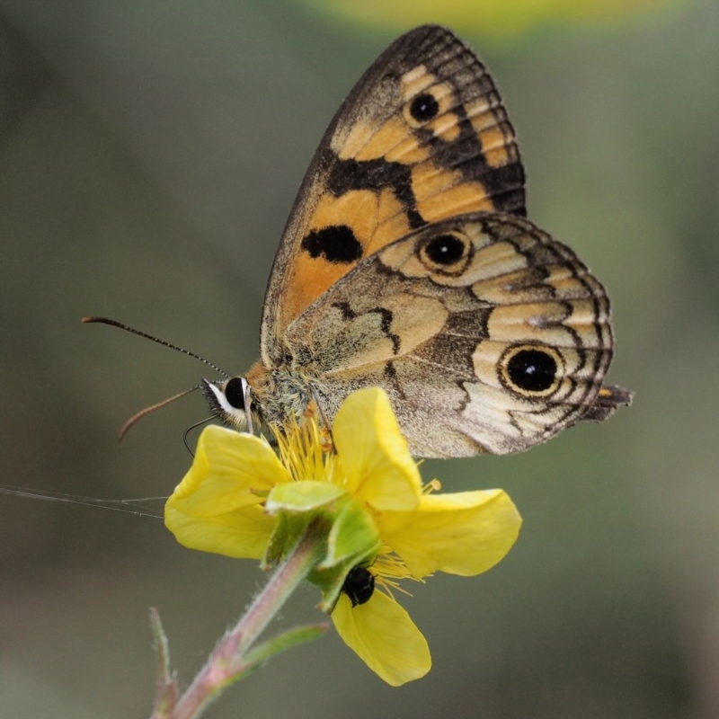 Heteronympha cordace