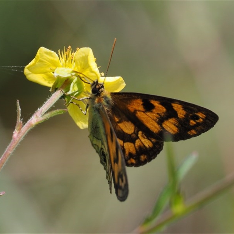 Heteronympha cordace