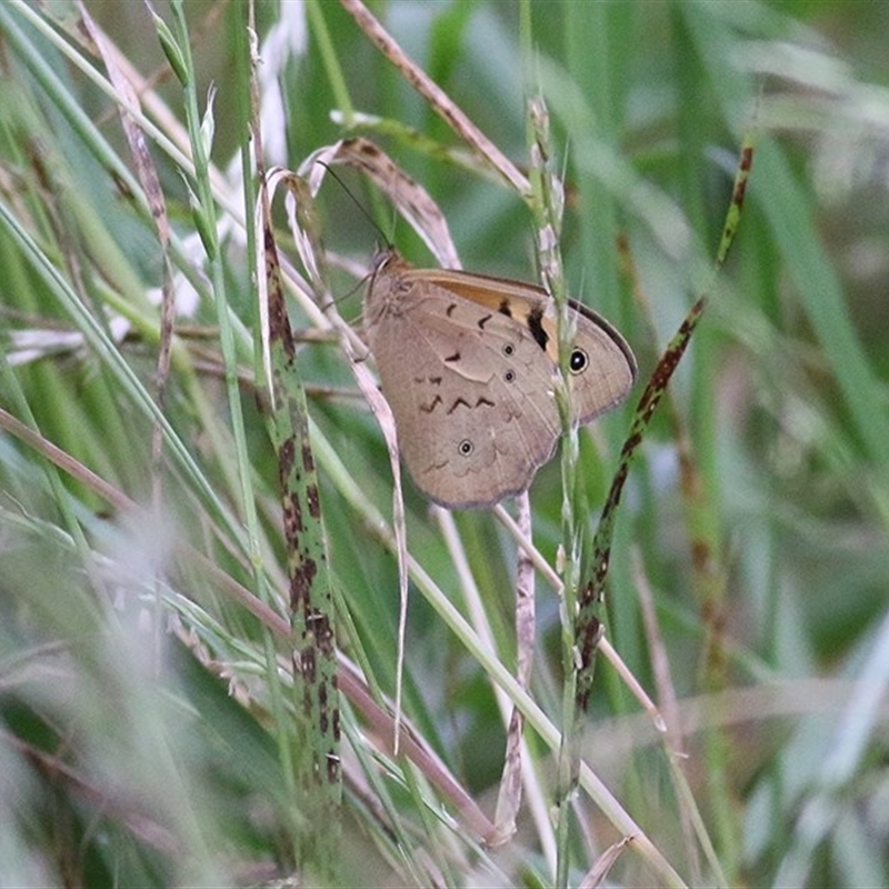 Heteronympha merope