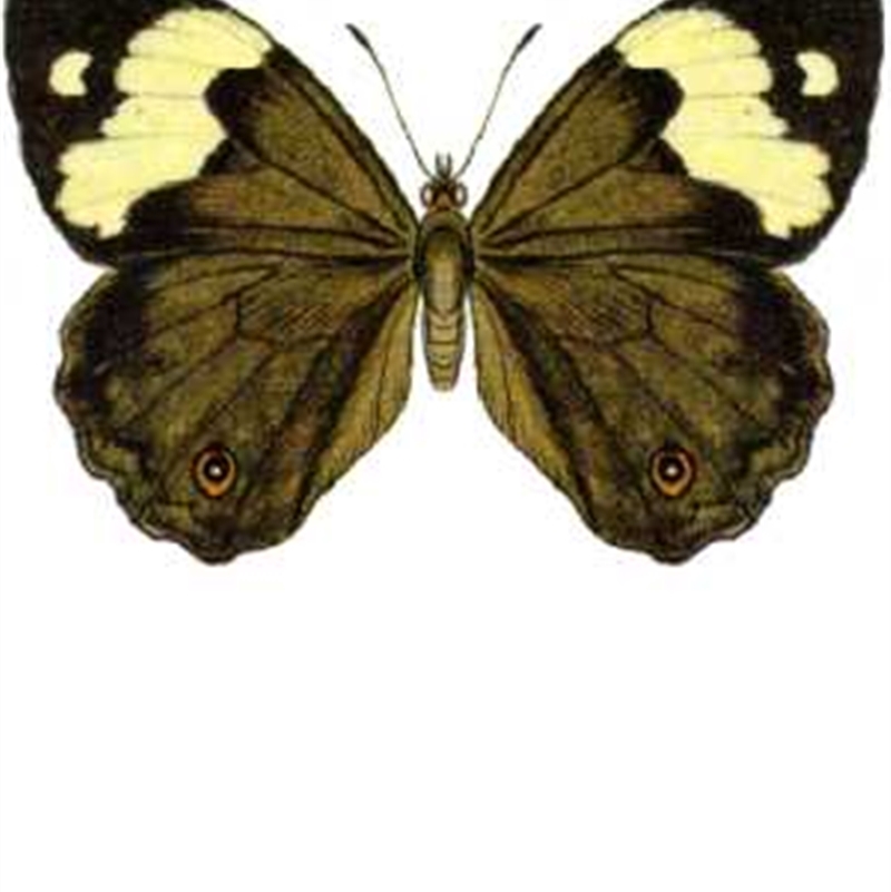 Heteronympha mirifica