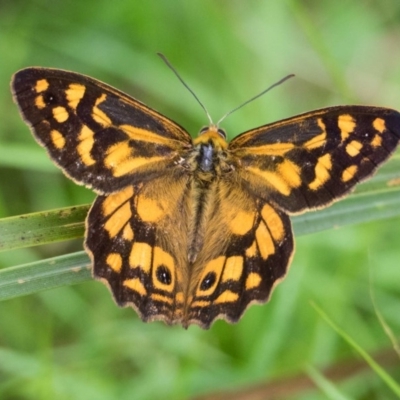 Heteronympha paradelpha