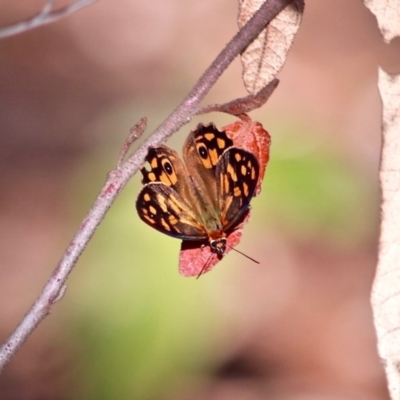 Heteronympha paradelpha