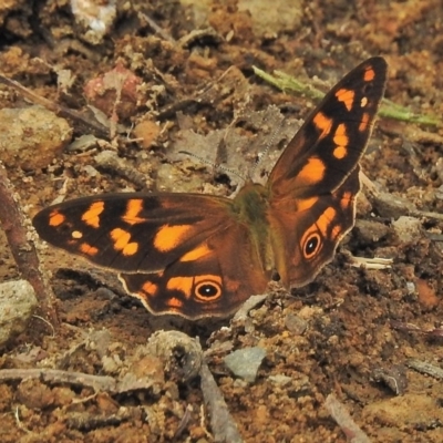 Heteronympha solandri