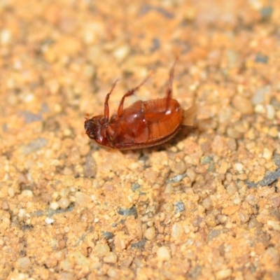 Heteronyx sp. (genus)