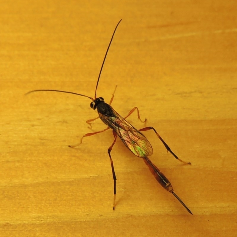 Heteropelma scaposum