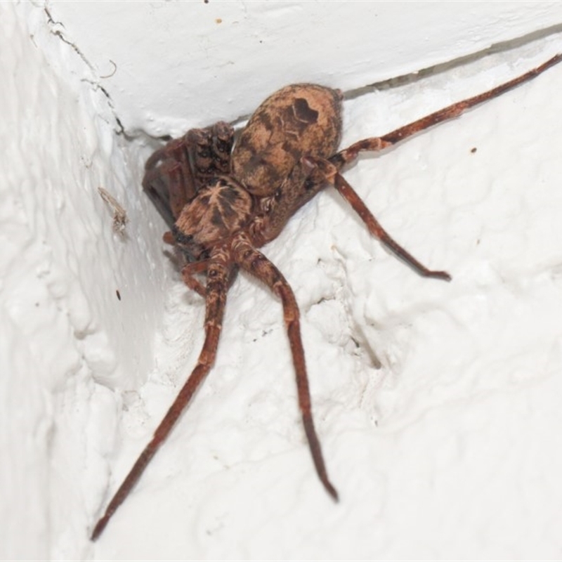 Heteropoda sp. (genus)