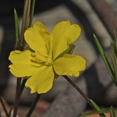 Hibbertia acicularis