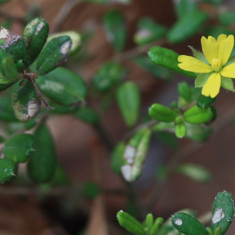 Hibbertia aspera subsp. aspera