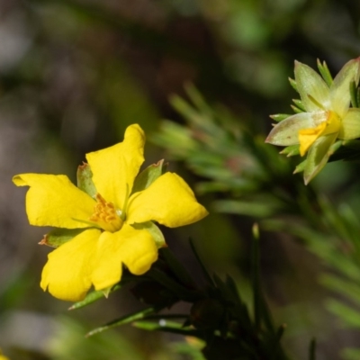 Hibbertia calycina