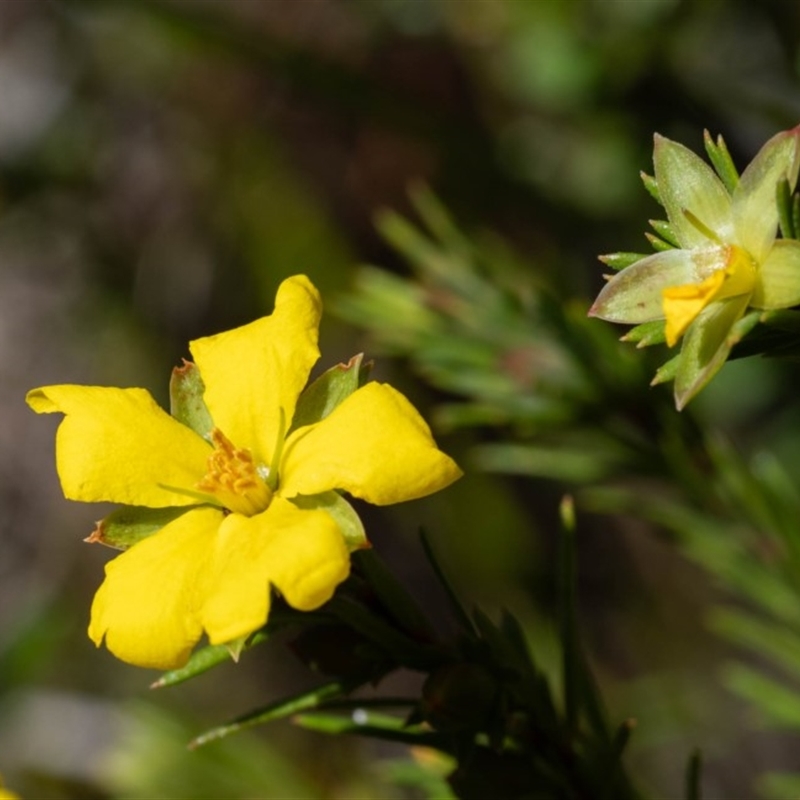 Hibbertia calycina