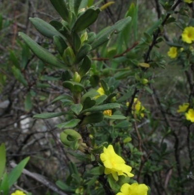 Hibbertia circinata