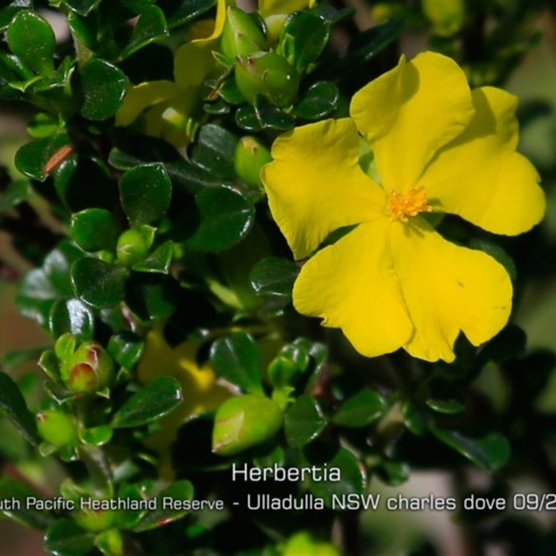 Hibbertia circumdans