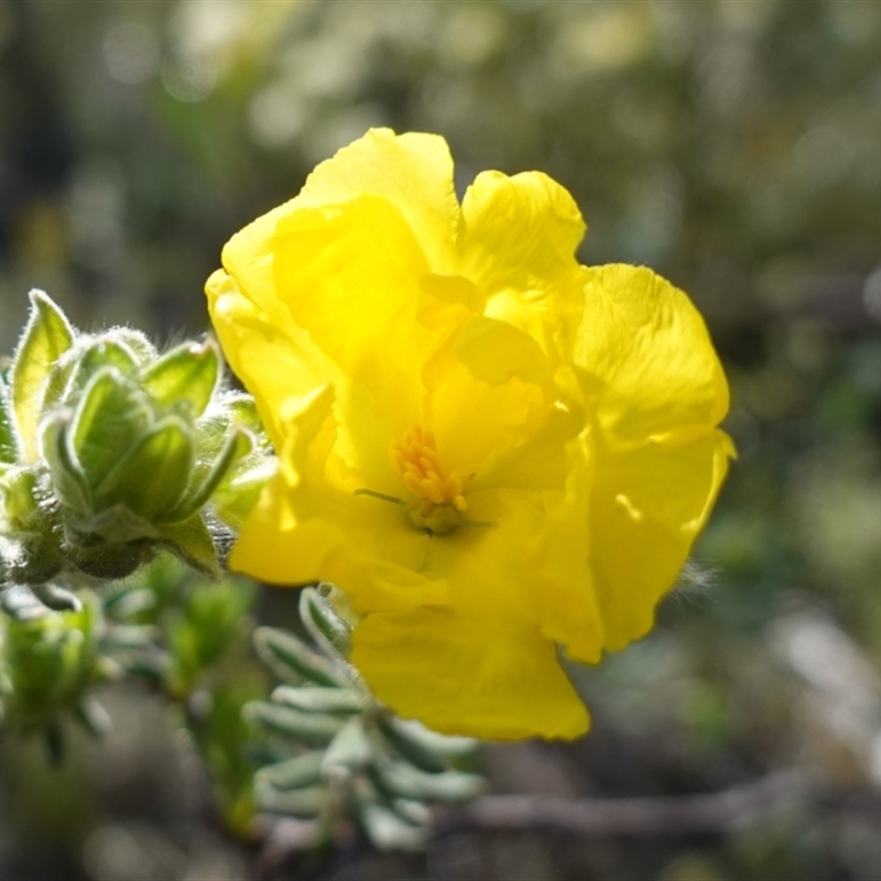 Hibbertia crinita