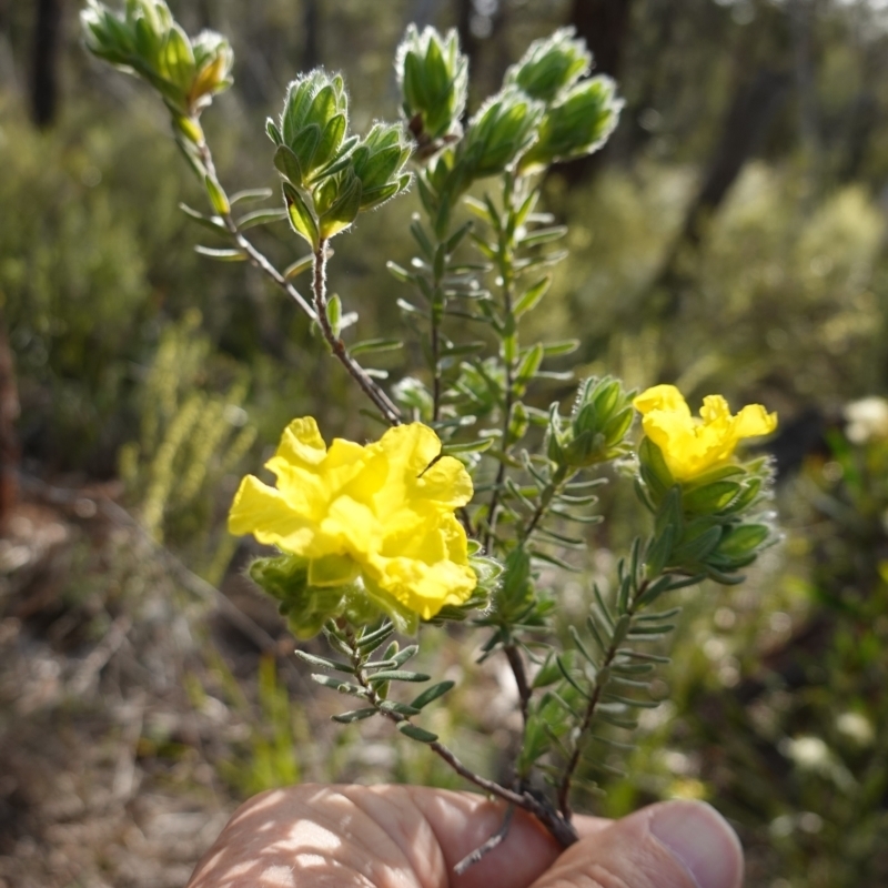 Hibbertia crinita