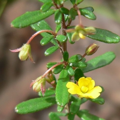 Hibbertia empetrifolia subsp. empetrifolia
