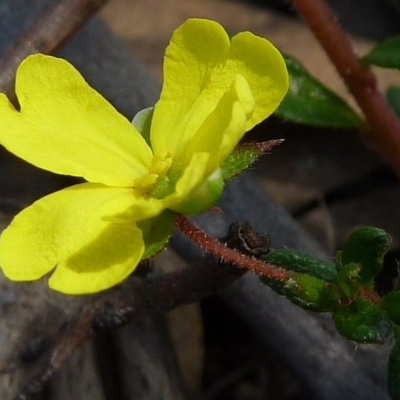 Hibbertia empetrifolia subsp. empetrifolia
