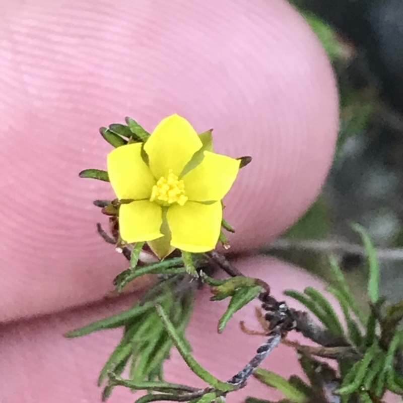 Hibbertia fasciculata