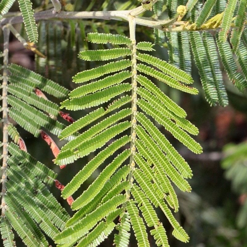 Acacia dealbata X Acacia decurrens