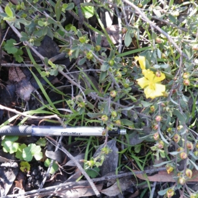 Hibbertia monogyna