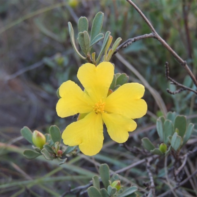 Hibbertia obtusifolia