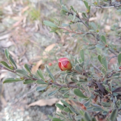 Hibbertia obtusifolia