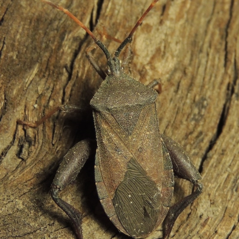 Amorbus sp. (genus)