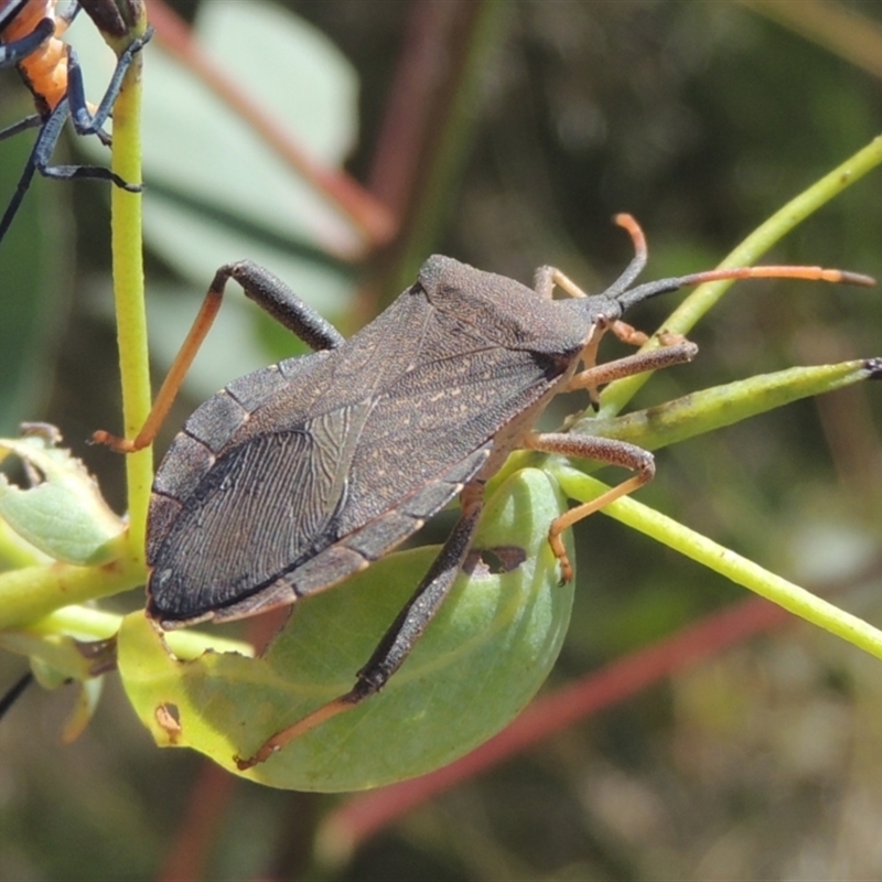 FEMALE