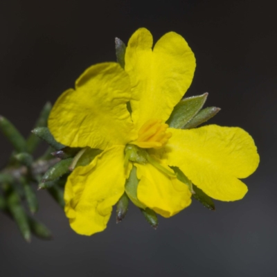 Hibbertia riparia