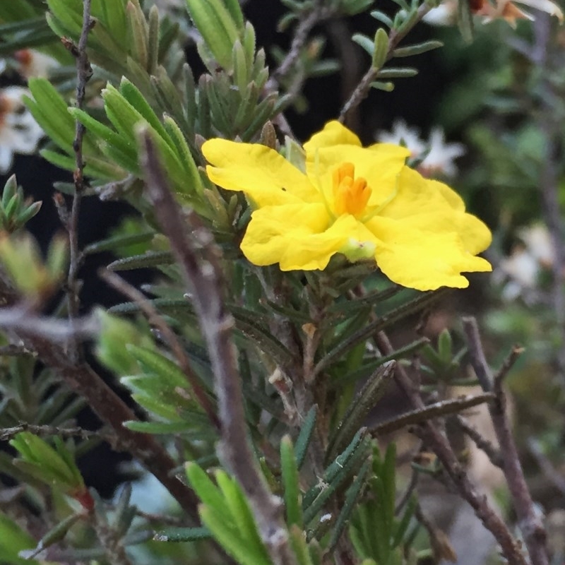 Hibbertia sp.