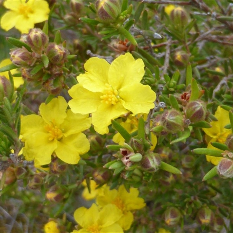 Hibbertia stricta