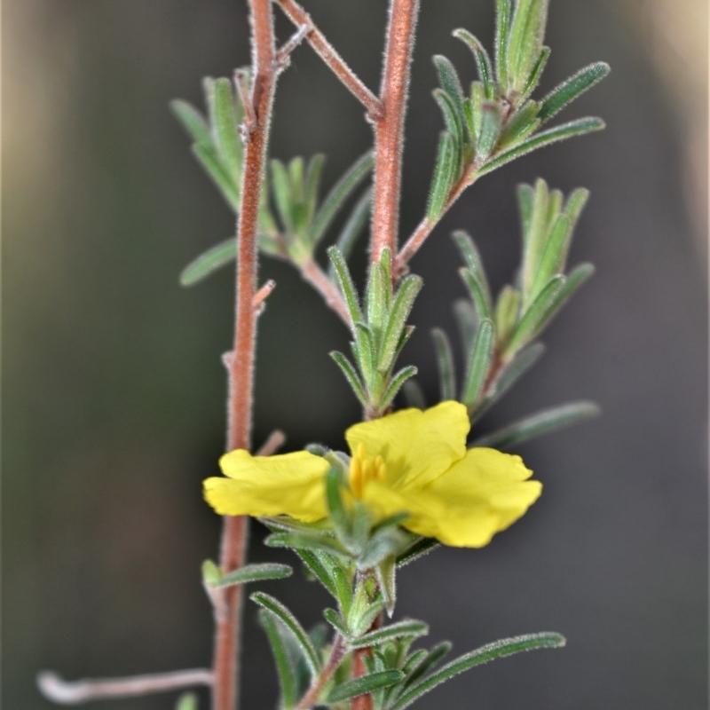 Hibbertia stricta subsp. furcatula