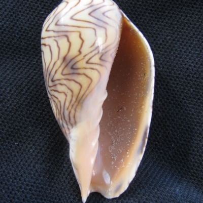 Amoria undulata