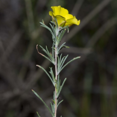 Hibbertia virgata subsp. virgata