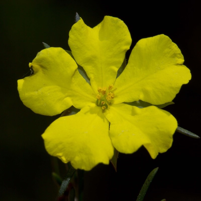 Hibbertia virgata subsp. virgata