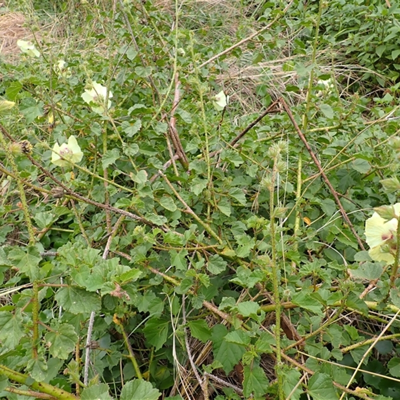 Hibiscus diversifolius