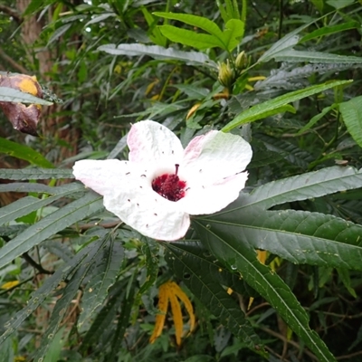 Hibiscus heterophyllus