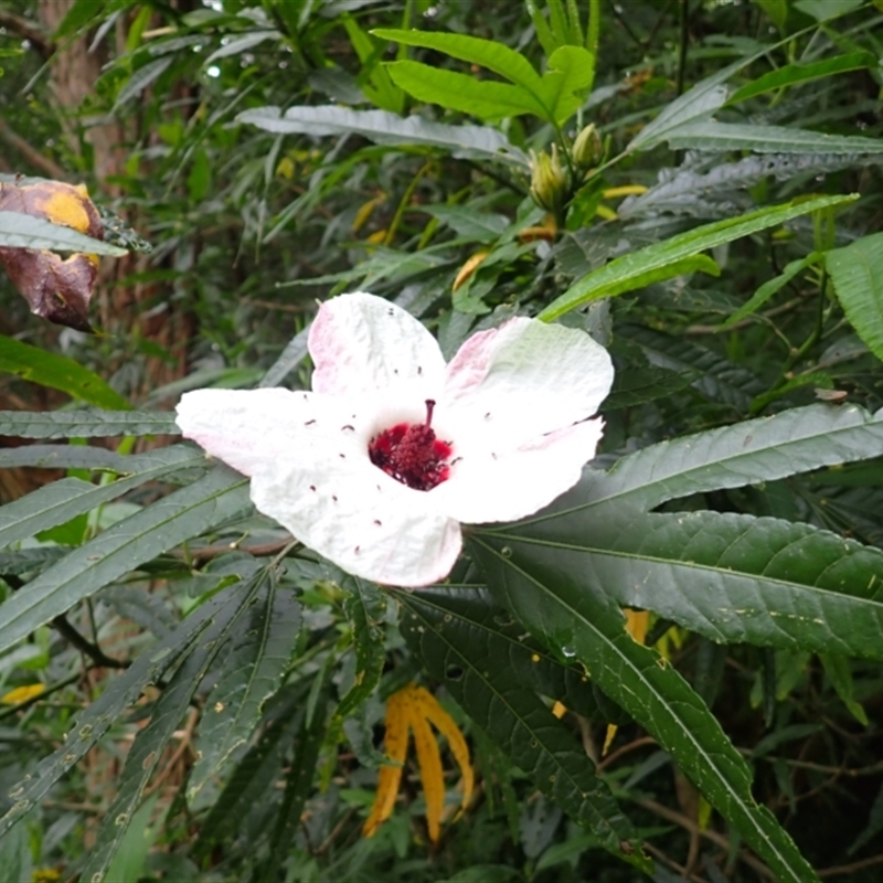 Hibiscus heterophyllus