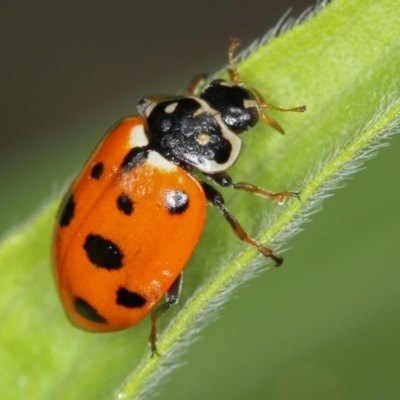 Hippodamia variegata