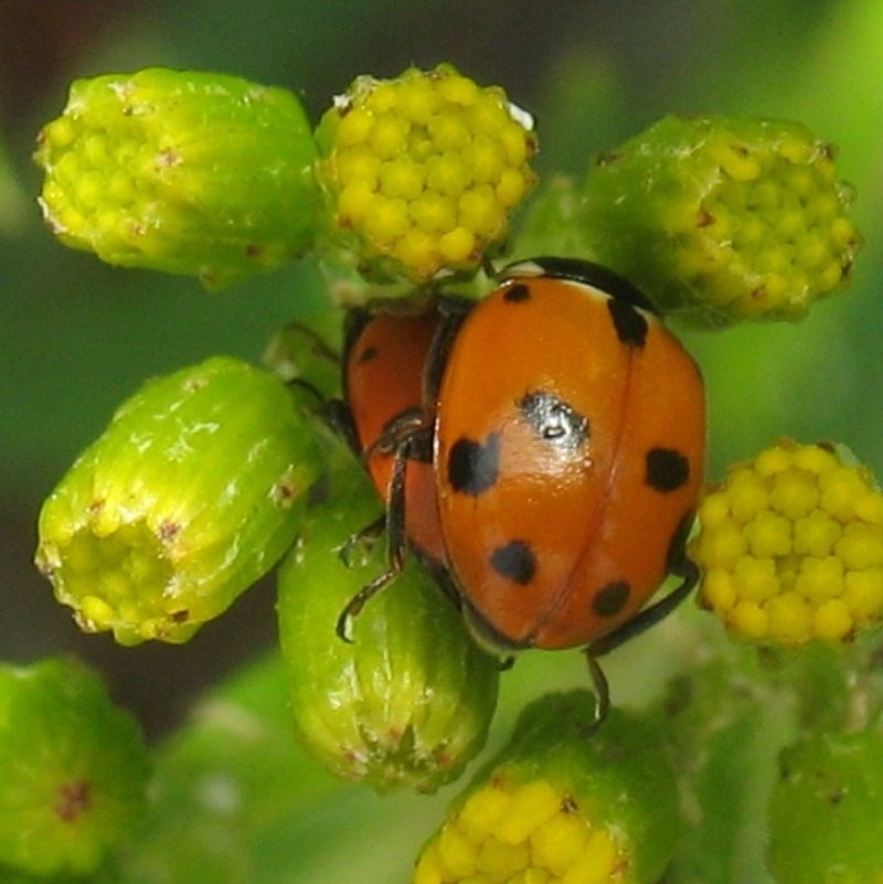 Hippodamia variegata