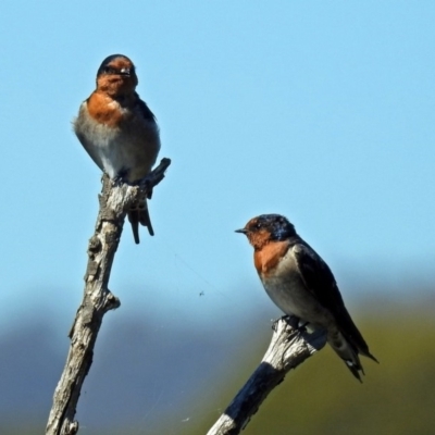 Hirundo neoxena