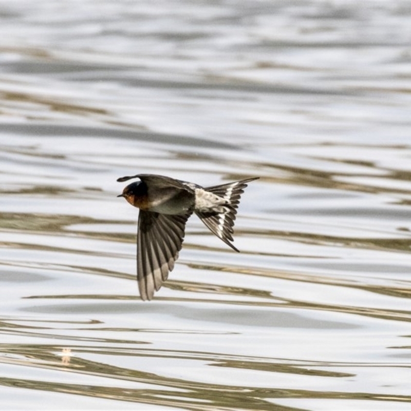 Hirundo neoxena