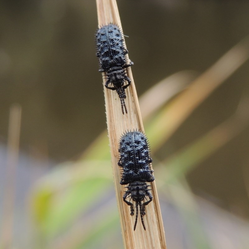 Hispellinus multispinosus