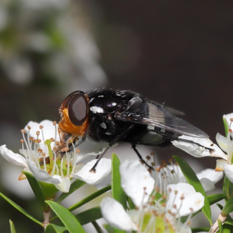 Amphibolia (Amphibolia) ignorata