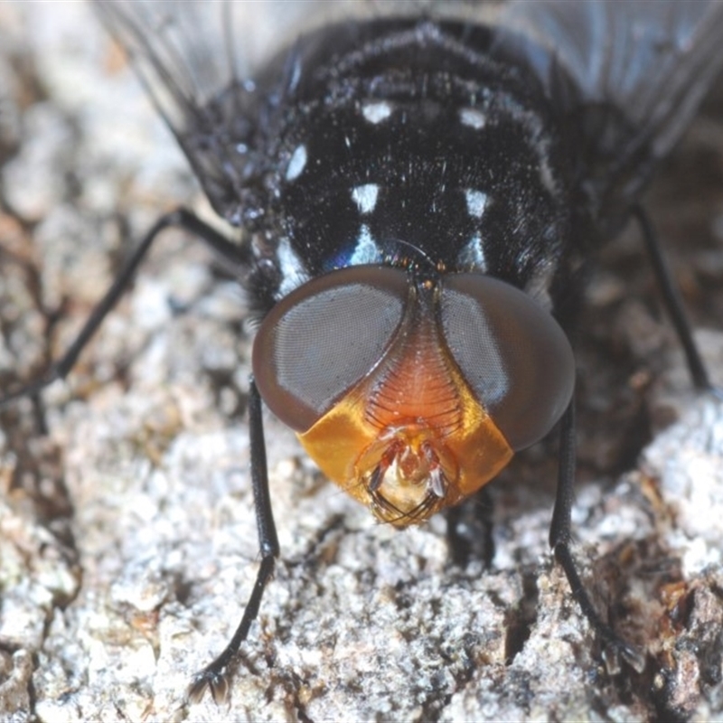 Amphibolia (Amphibolia) ignorata