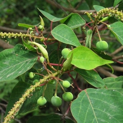 Homalanthus populifolius