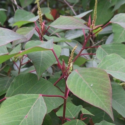 Homalanthus populifolius