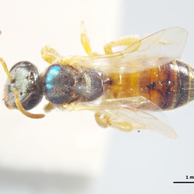 Homalictus (Homalictus) imitatus