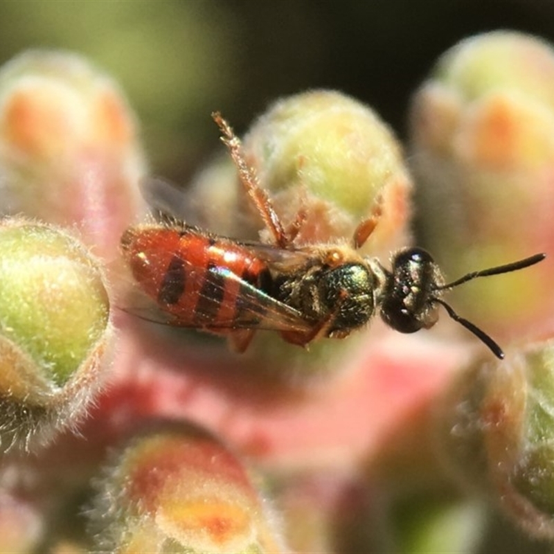 Lasioglossum (Homalictus) punctatum