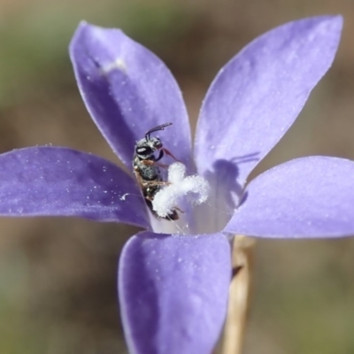 Lasioglossum (Homalictus) sp. (genus & subgenus)